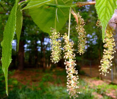 The fruitless kind grown to feed silkworms are large shade mulberries begin bearing at an early age. Allergies rising, allergenic trees in Southern Utah, what ...