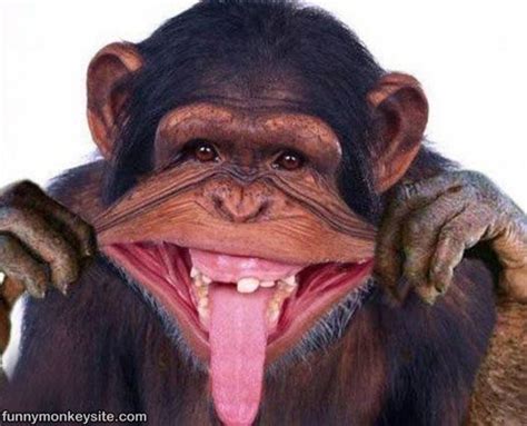 Funny Monkey Pictures Monkey Pictures Laughing Animals