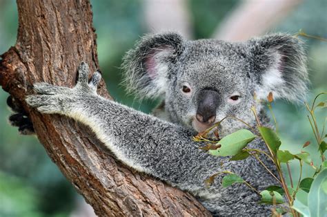 Australia S Koalas At Risk Of Extinction Because Of Illness Tvmnews Mt