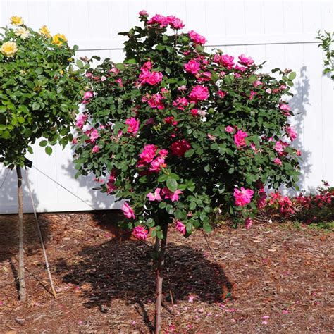 Pink Knock Out Rose Trees For Sale