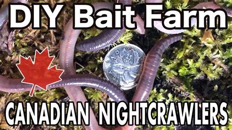 Raising Canadian Nightcrawlers At Home Diy Dew Worm Farm Youtube