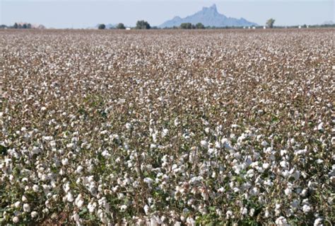 Arizona Cotton Field Pictures Download Free Images On Unsplash