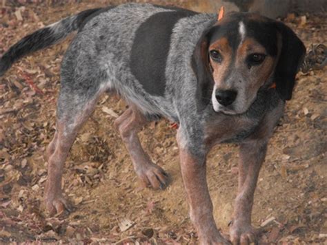 They are ukc registered, 7 males and 1 female to choose from. Studs - Windy Hills Bluetick Beagles