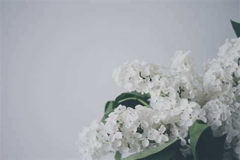 White Flowers Photo Free Flower Image On Unsplash