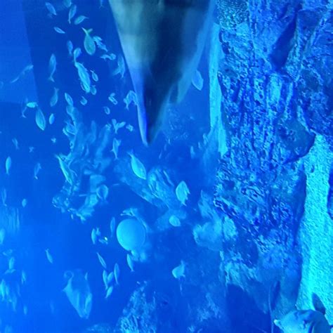 Sea Life Busan Aquarium South Korea Top Tips Before You Go With