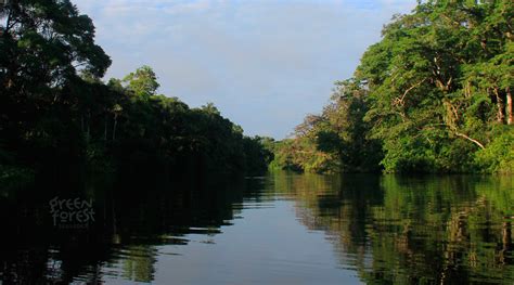 Amazon Jungle Tours Ecuador | Amazon Rainforest Ecuador