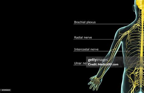 The Nerves Of The Upper Limb High Res Vector Graphic Getty Images
