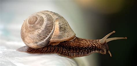 Are Snails Really Slow How Fast Are They Malevus