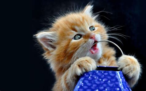 Cute Kitty Wallpaper 66 Images