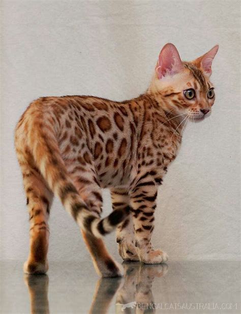 Where do i find a bengal cat for sale? Orange Bengal cat | Bengal kitten, Bengal cat, Bengal cat ...