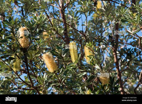 Banksia Integrifolia Known As Coast Banksia Is A Native Australian Tree