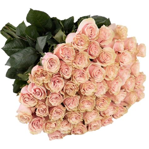 Fifty Long Stem Pink Mondial Roses The Rosarium Premium Flower