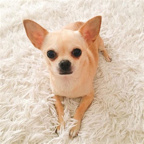 63 Dog Names For Male Chihuahua Photo Bleumoonproductions