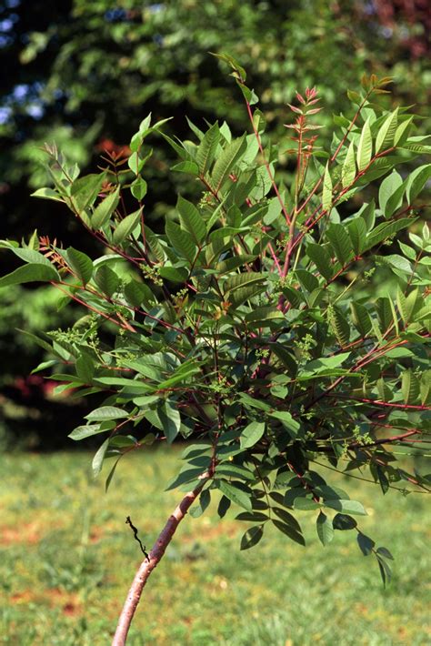 Poison Sumac Toxicodendron Vernix North Carolina Extension Gardener