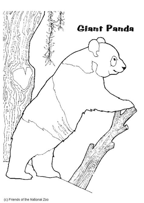 coloring page panda bear img