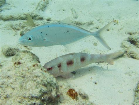 Spotted Goatfish Mexican
