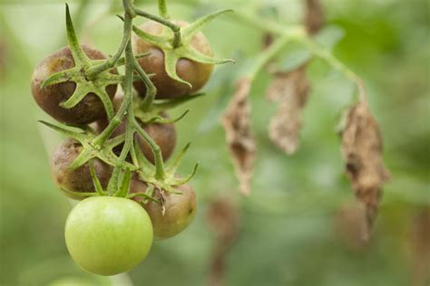 Diagnosing And Treating Three Common Tomato Fungal Diseases
