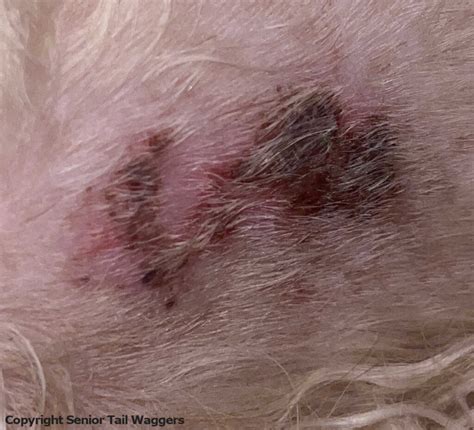 Scabs On Dogs Types And Common Causes Great Pet Care