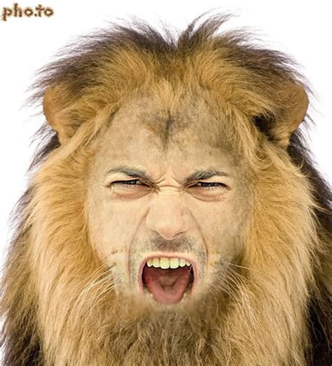 20 Most Funniest Lion Face Pictures Of All The Time Funnyexpo
