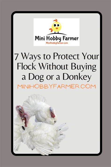 7 Ways To Protect Your Flock Without A Dog Or Donkey In 2023 Buy A