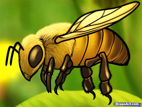 How To Draw A Honey Bee Step By Step Bugs Animals Free