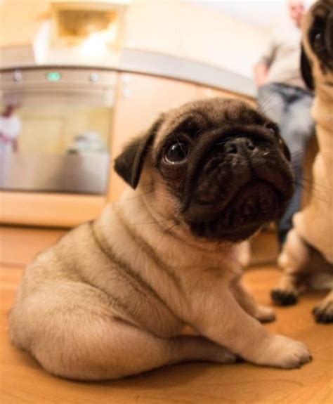 The Cutest Pug Pictures Ever Seen