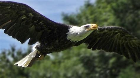 Bald Eagle Slow Motion Flying Display And Close Up Birds Of Prey Youtube