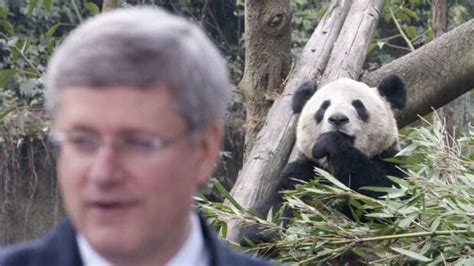 Toronto Zoo Excited About Giant Pandas Cbc News