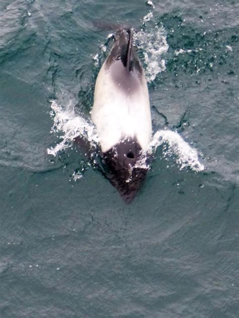 Falkland Islands Commersons Dolphins Travel Unlimited