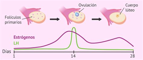 Aparato Reproductor Femenino Hormona Luteinizante Ciclo Menstrual