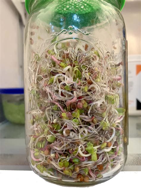 How tall does a jalapeno pepper plant need to be? How To Grow Radish Sprouts In A Jar | Grow Hot Peppers