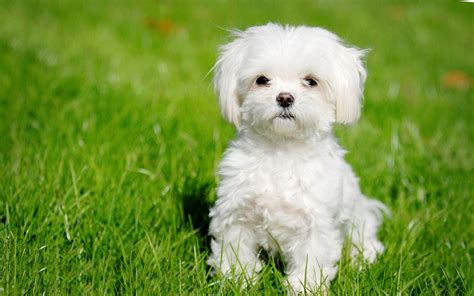 Maltese Puppies Wallpaper