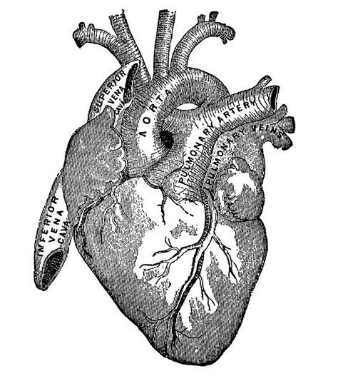 Anatomical Heart Drawing Heart Drawing Heart Art Print