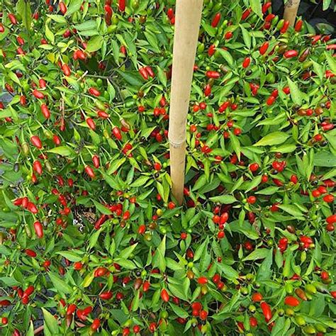 120 Chilli Pepper Seeds In 12 Varieties Of The Hottest In The World