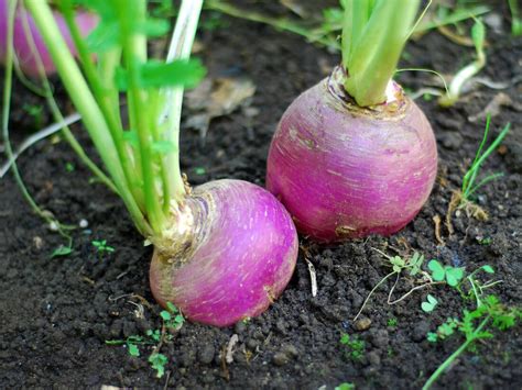 Growing Turnip Greens Or Roots In A Garden Kellogg Garden Organics
