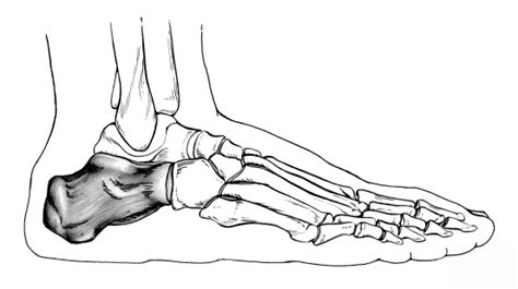 Foot Bones Side View Stock Illustration Download Image Now Istock