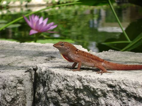 What Is The Definition Of A Native Species Anole Annals