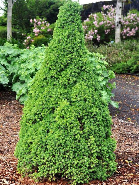 New Trees And Shrubs For 2013 Towers Evergreen And