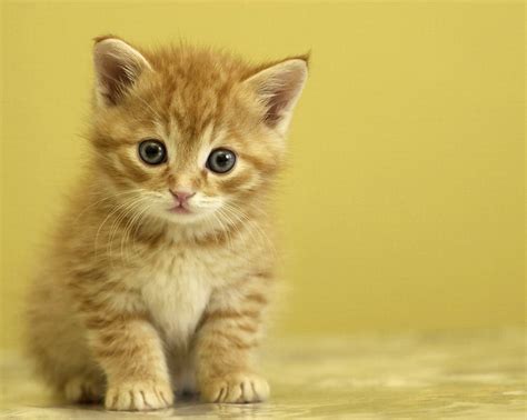 Hd Cat Wallpapers Wallpaper Of Cats Baby Cats Amazing