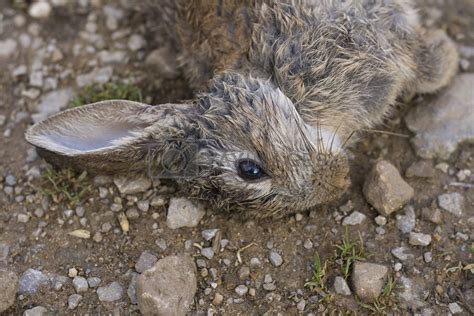 Dead Rabbit The European Rabbit By Pdtnc Vectors And Illustrations With