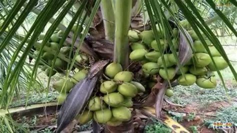 Ganga Bardanm Coconut Plants At Rs 1500piece Coconut Plants Id