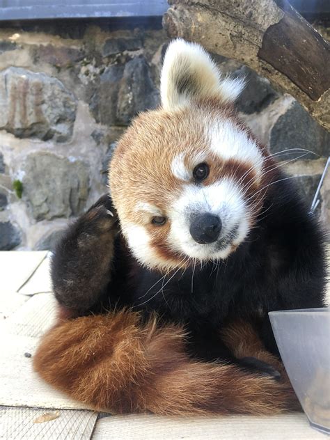 Újdonság Selyem Erős Red Panda Track Day Merülnek Fel Gépezet Elülső