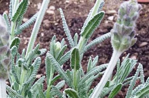 Lavender Growing Conditions Wikifarmer