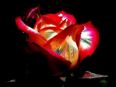 A Psychedelic Rose Digital Art By Linda Mcalpine