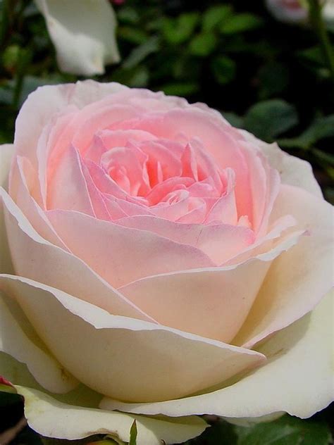 Rosier Grimpant Mini Eden Rose Rosa Grimpant Le Jardin Du Pic Vert