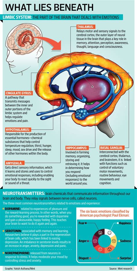 Infographic On Brain How It Deals With Emotions Brain Anatomy And
