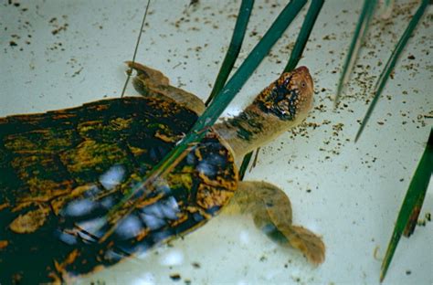 meet the mary river turtle