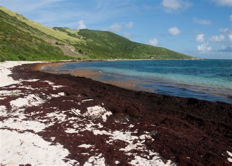 Caribbean Beaches Dig Out From Massive Seaweed Invasion The New York