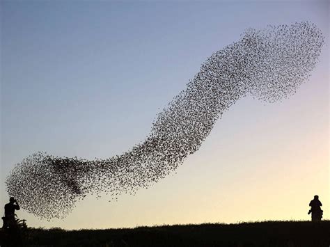 Massive Flocks Of Migrating Starlings Fly Over Israel Starling Flock