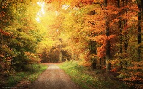 Скачать обои дорога лес осень природа бесплатно для рабочего стола в